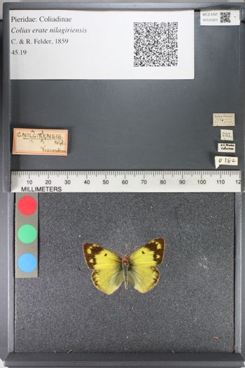 Media type: image;   Entomology 125323